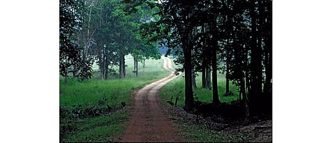 Rewilding India