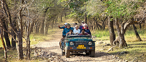 Grumpy Traveller Jungle Raj