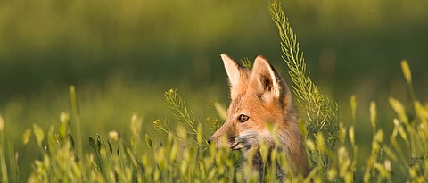 5 Books About Wildlife You Must Read