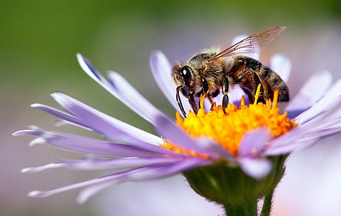 An indispensible part of nature, bees help pollinate a large variety of plants and flowers