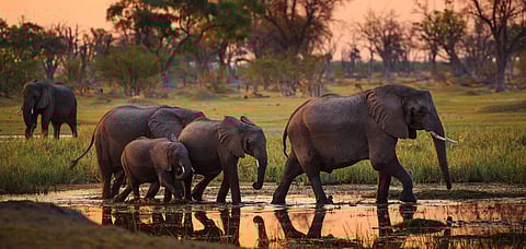 Elephant Hunting is Said to be Conducted in an Ethical Manner