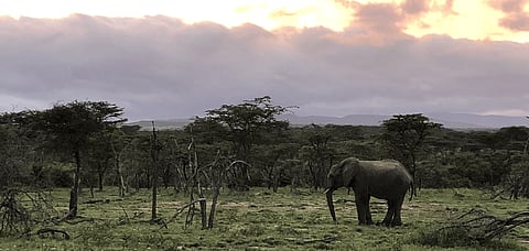 A lone elephant in Maasai Mara, one of Kenya's most famous national parks