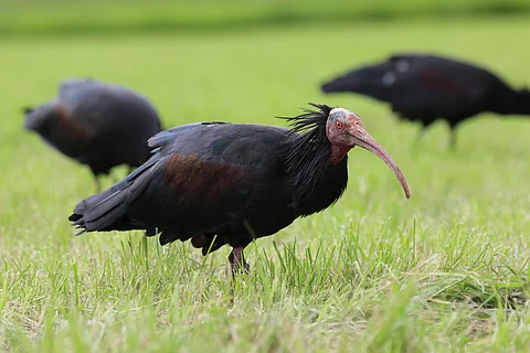 The migratory bird is usually spotted in barren, rocky environs close to running water