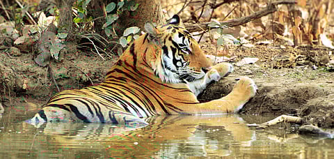 Striped Majesty A tiger at the Panna Tiger Reserve