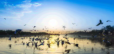 Delhi's newest Biodiversity Park will be near the DND Expressway
