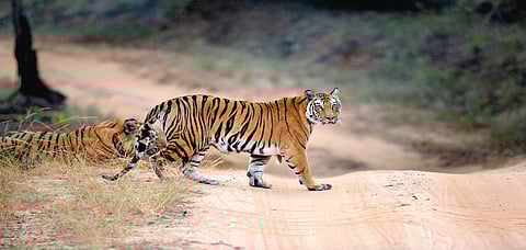 The tigress, Solo, after her run-in with an adult male tiger