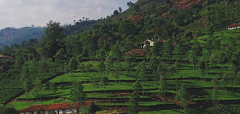 Tea Plantations at Kotagiri, a few miles away from Karikiyoor