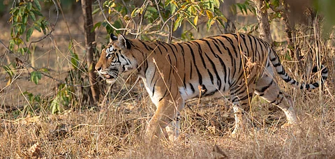 Tigress walking in tall grass at Pench national Park, Madhya Pradesh