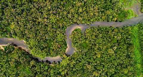 A rainforest in South America