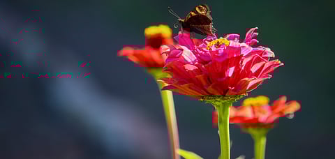 A Peacock Butterfly on Red Zinnia blossom
