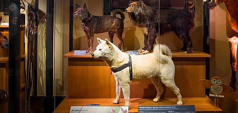 Exhibit of a Dog museum