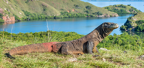 Komodo dragons are the largest extant lizards