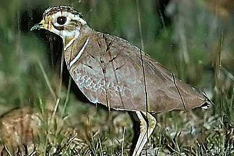 Jerdon's Courser - only found in India