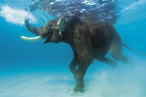 Rajan, the swimming elephant of the Andamans, enjoys a dip