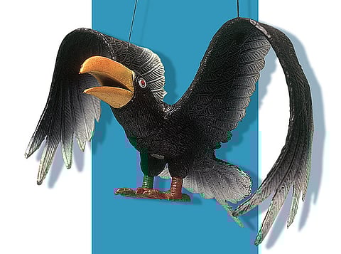 Birdie from Gujarat
