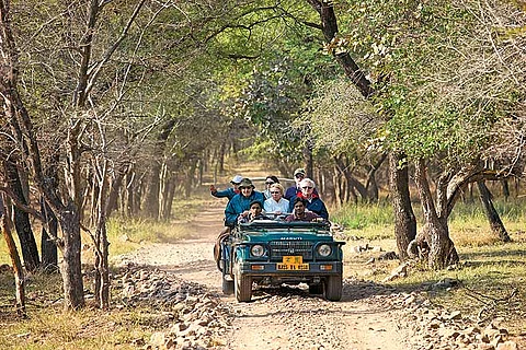 Grumpy Traveller Is Amateur Photography Ruining Wildlife Safaris