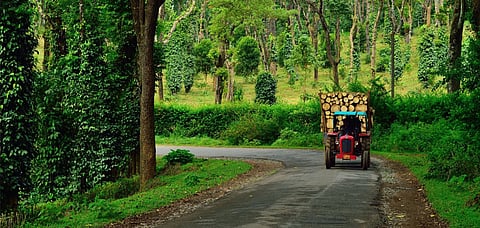 A coffee plantation in Coorg