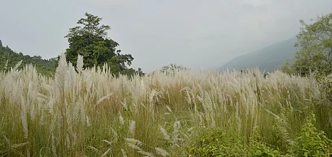 Dalma Wildlife Sanctuary in Jharkhand