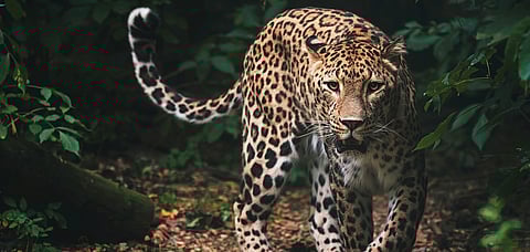 This centre will help in reducing the human animal conflict