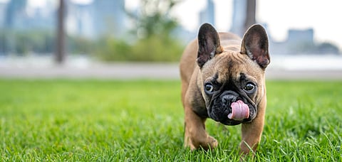 Every Day Is A Dogs Day Out At Indias First Canine Park