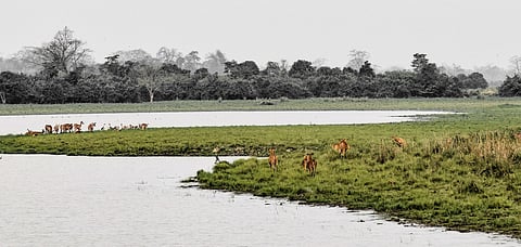 A congregation of Asian single-horned rhinos and swamp deers in Kaziranga