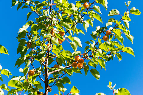 Apricot at Turtuk village in Ladakh