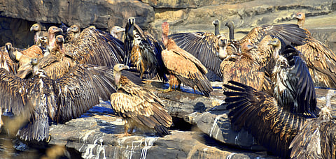 These 'restaurants' serve as feeding stations for the vultures