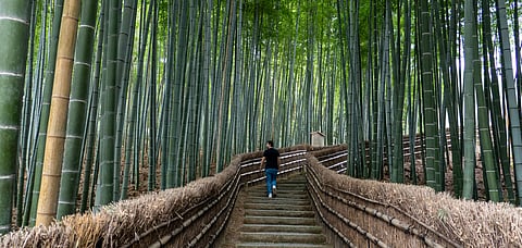 The centre is located in a forest surrounded by pine trees