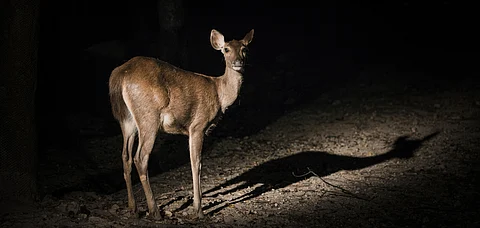 Representational Image Night safaris have been allowed at three national parks in MP