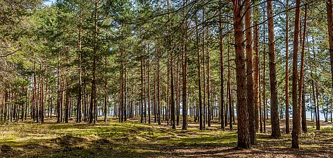 The trail is in the middle of a pine forest