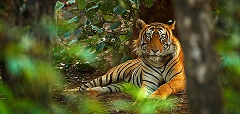 Kaimur To Host Bihar’s Second Tiger Reserve After Green Light From Government
