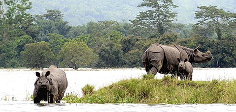 One horned rhinos take shelter on highland during flood at Kaziranga National Park