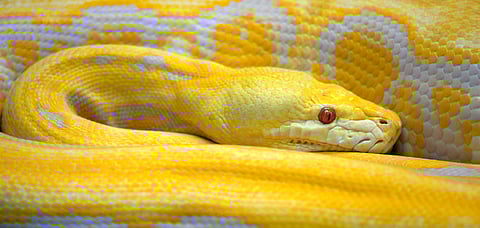 Representational Image The new snake species has been added to the Zootaxa Journal