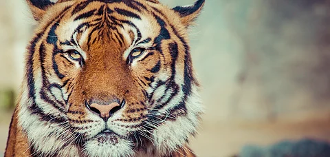 Unravel the secrets of tigers curated by expert naturalists