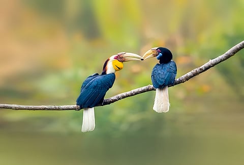 A pair of wreathed hornbill in nature