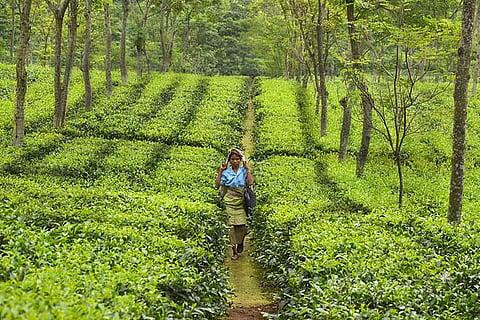 A tea estate worker on her way to work in Darjeeling