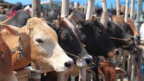 Assam: বিধানসভার আগামী অধিবেশনে আনা হবে গো সুরক্ষা বিল - রাজ্যপাল