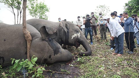 আসামে ১৮টি বুনো হাতির মৃত্যু