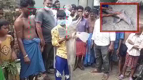 South 24 Parganas: কুলতলীর পিয়ালি নদীতে দেখা মিলল বিরল প্রজাতির ডলফিন