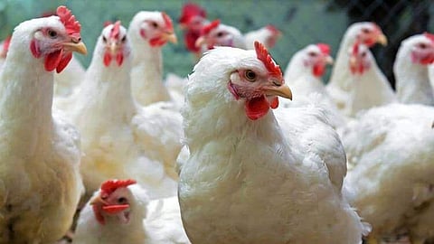 ফের আতঙ্ক ছড়াচ্ছে বার্ড ফ্লু,