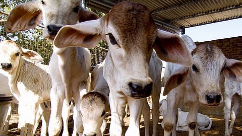 ছবি প্রতীকী