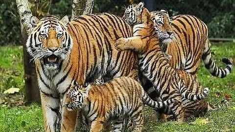 চলতি বছর রেকর্ড সংখ্যক বাঘের মৃত্যু হয়েছে দেশে