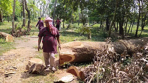 সবুজদ্বীপে কাটা গাছের মাঝে তৃণমূল বিধায়ক মনোরঞ্জন ব্যাপারী