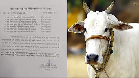 সিভিও-র নির্দেশ, গোরুর ছবি প্রতীকী