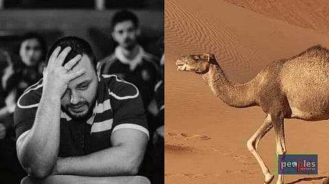 বিশ্বকাপের মাঝেই কাতারে চোখরাঙাচ্ছে 'ক্যামেল ফ্লু', আবার কি অতিমারী?