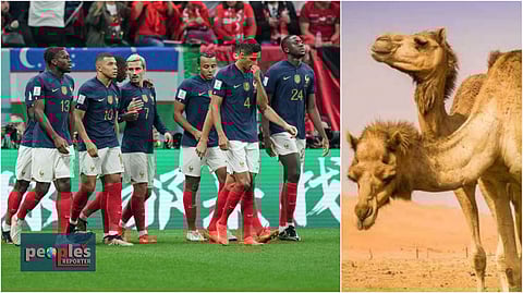 ফরাসি শিবিরে 'ক্যামেল ফ্লু'