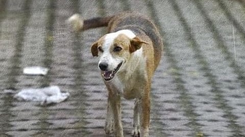 কুকুরের মুখে সদ্যোজাতের দেহ, শিউরে ওঠা দৃশ্য সরকারি হাসপাতালে