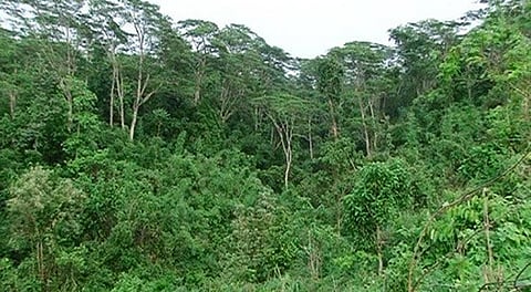 ১৫ বছরে ৩ লক্ষ হেক্টর বনভূমি ধ্বংস করা হয়েছে, কেন্দ্রের তথ্যে উদ্বেগ প্রকাশ পরিবেশবিদদের