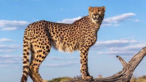 প্রতীকী ছবি