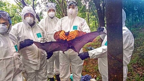 Nipah Virus: কেরালায় চোখ রাঙাচ্ছে নিপা!  সংক্রমণ রুখতে অ্যান্টিবডি পাঠাল ICMR